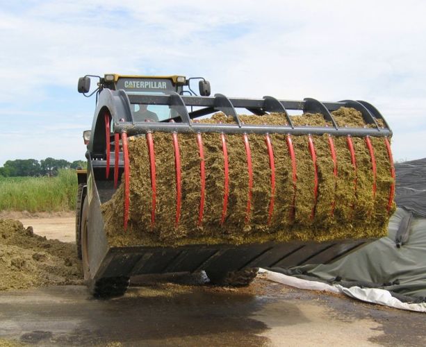 Maize silage